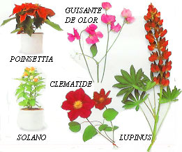 plantas toxicas