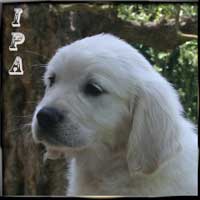 ipa menu